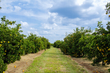 Fototapeta na wymiar Open field full of orange trees ready for harvest