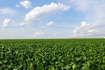 Fototapeta na wymiar Soybean field irrigated by a pivot irrigation system