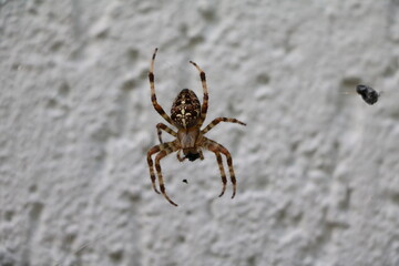 Araneus diadematus at the house