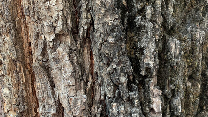 Wood Background 