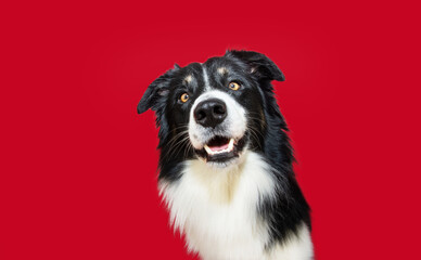 Portrait happy and smiling border collie dog looking at camera. Isolate don red colored background