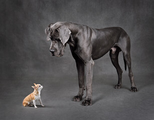 Small and large dogs standing face to face - obrazy, fototapety, plakaty