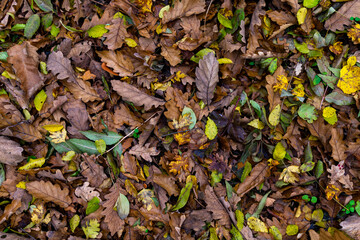 In autumn. Colorful leaves are lying on the grass. Background.