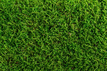 Fototapeta premium Natural moss in nature. Green moss background texture.