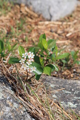 pygmy bush blooming