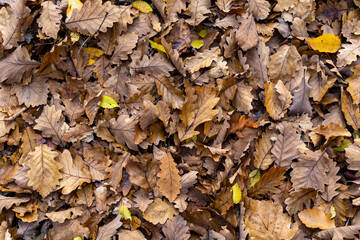 In autumn. Colorful leaves are lying on the grass. Background.
