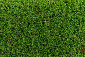 Natural moss in nature. Green moss background texture.