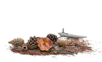 Dry yellow leaf, pine cone, rotten tree branch and autumn conifer yellow leaves, needles foliage pile isolated on white