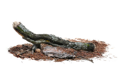 Dry, rotten oak tree branch with lichen and autumn conifer yellow leaves, needles foliage pile...