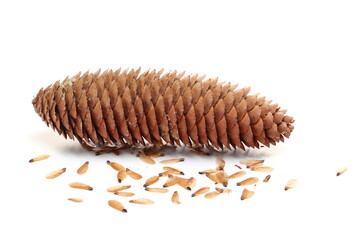 Pine cone and seeds isolated on white, side view  