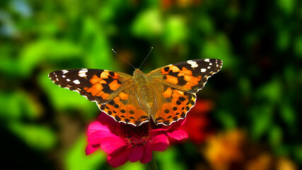 butterfly on flower