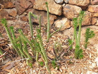 Cactus austrocylindropuntia grows in foliage against a stone wall in a garden.