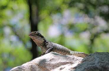 Water dragon on the rock - Australian water dragon - Australia