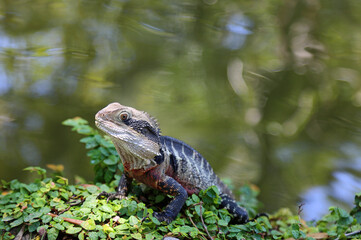 Water dragon on water - Australian water dragon - Australia