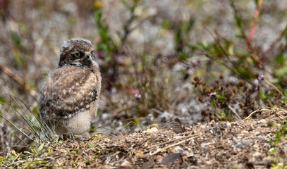 Baby fluff highlights feathered plumage of winsome Burrowing Owl chick in Cape Coral, Florida, United States