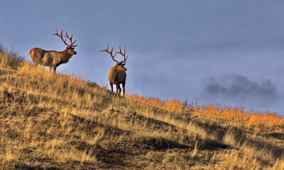 Bull elk pair on slope along Prairie Drive at Bison Range, formerly National Bison Range, on...