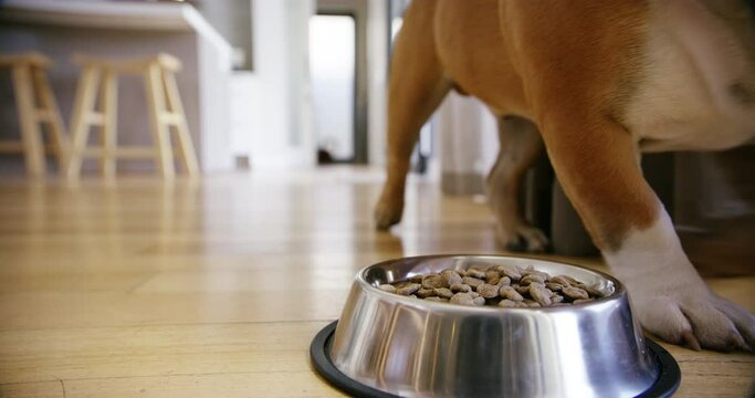 Animal care, dog bowl with food in house and unhappy with diet or new brand of dog food. Excited bulldog running, picky eating and nutritional meal for healthy growth and development for pet at home.
