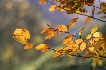 autumn leaves on a tree vintage rendering with helios lens