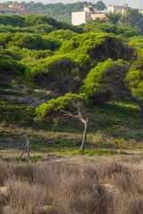 Vertical shot of the green stone pines on the beach of Playa de la Marina in Alicante, Spain