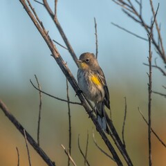 Yellow-Rumped Warbler