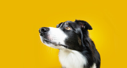 Profile attentive and concentrate border collie dog looking side. Isolated on yellow background