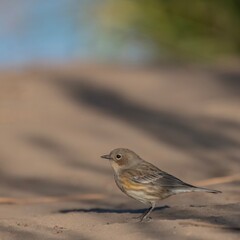 Yellow-Rumped Warbler