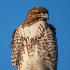 Red-Tailed Hawk