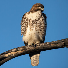 Red-Tailed Hawk
