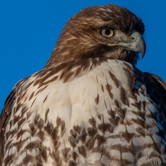 Red-Tailed Hawk