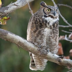 Great Horned Owl
