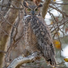 Great Horned Owl