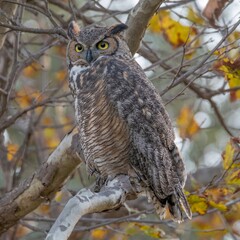 Great Horned Owl