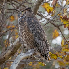 Great Horned Owl
