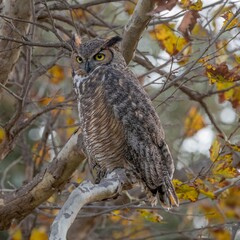 Great Horned Owl