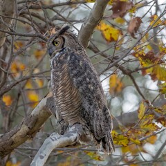 Great Horned Owl