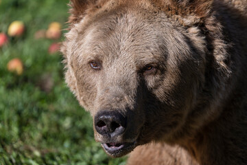 Brown bear face in the Carpathian mountains on a autumn day, close up. Ukraine