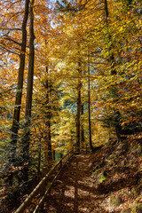 Forest path with a wooden fence next to lake Synevyr on a sunny autumn day. West Ukraine