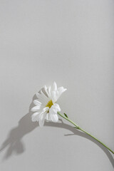 plant, flower and shade against a harsh light white background