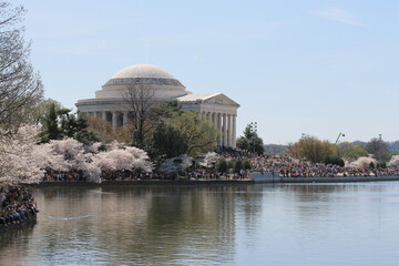 cherry blossom time in DC