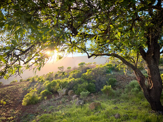 dreamlandscape - beautiful tree
