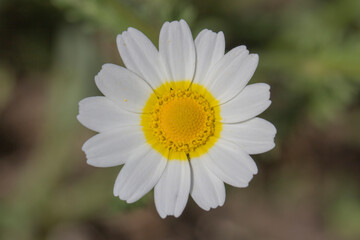 Obraz premium flor amarilla y blanca, manzanilla