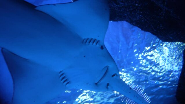 Large sawfish swimming underwater, inhabitants of the sea world, bottom view. Close up of big saw shark