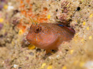 Parablennius zvonimiri