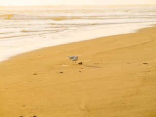 Seagull on the yellow sandy shore of the ocean. White foamy waves. Minimalism. Wildlife, environmental protection, ornithology, tourism, travel.