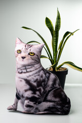 Pillow in the form of cat on white background