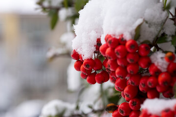 Czerwone owoce podobne do jarzębinowych , przykryte " kołderką " pierwszego śniegu tej jesieni .