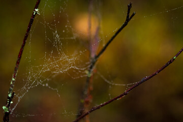 autumn on spider web