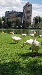 Several white ducks on the green grass with buildings in the background