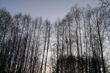 Birch trees against the blue evening sky in autumn
