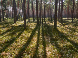 Morning sun in the pine forest